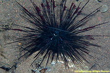 urchin