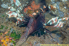 lionfish