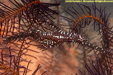 ghose pipefish