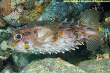 burrfish