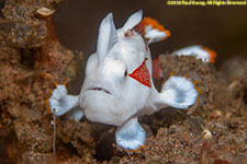 frogfish