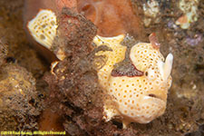 frogfish