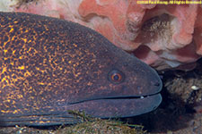 moray eel