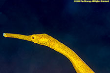 pipefish