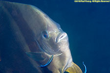 cleaner wrasses