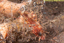 scorpionfish