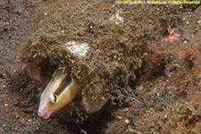 blenny