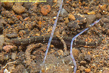 pipefish