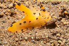 blenny