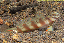 goby