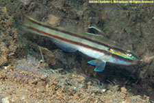 goby