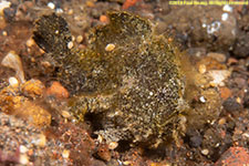 frogfish