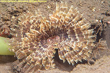 fanworm