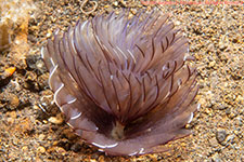 fan worm