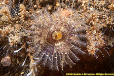 fanworm