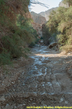 water in wadi