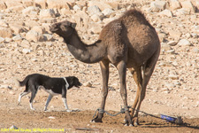 camel and dog