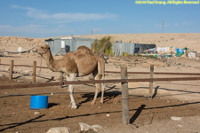 camel paddock