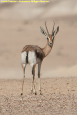 Negev gazelle