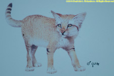 painting of sand cat