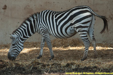 Grant zebra