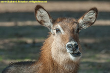 female waterbuck