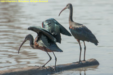 glossy ibises