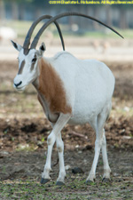 scimitar-horned oryx