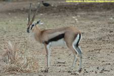 Thomson gazelle