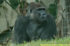lowland gorilla silverback
