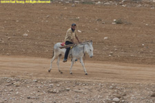 man on donkey