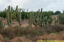 cactus fence and orange grove