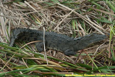 crocodile on land