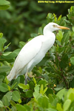 egret