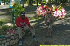 donkey and flowers