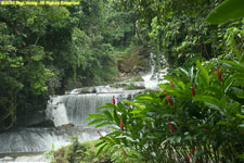 waterfall and red ginger