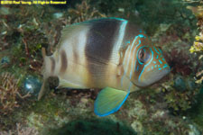 barred hamlet