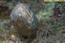 lizardfish