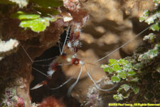 coral shrimp