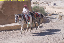 Bedouin horses