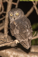 Scop's owl