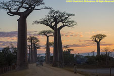 baobabs