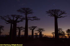 baobabs