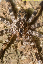 spider closeup