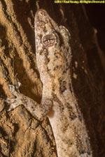 gecko closeup