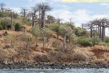 baobabs