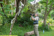 Charlotte with sifakas