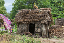 thatching the roof