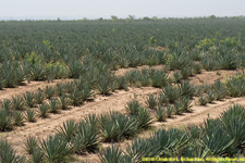 sisal plantation