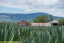 sisal plantation